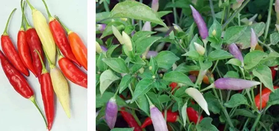 aji omnicolor, Ornamental Pepper Seeds ( Capsum Baccatum) - Caribbean garden seed