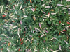 aji omnicolor, Ornamental Pepper Seeds ( Capsum Baccatum) - Caribbean garden seed