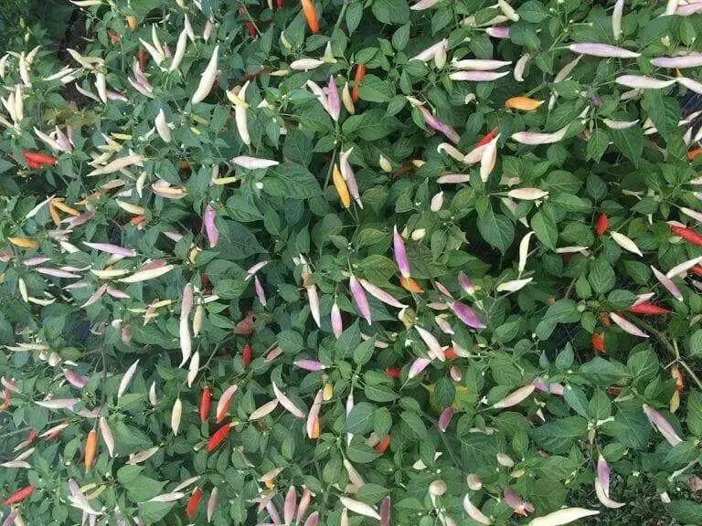 aji omnicolor, Ornamental Pepper Seeds ( Capsum Baccatum) - Caribbean garden seed