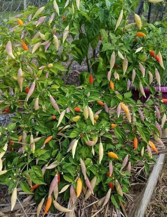 aji omnicolor, Ornamental Pepper Seeds ( Capsum Baccatum) - Caribbean garden seed