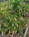 aji omnicolor, Ornamental Pepper Seeds ( Capsum Baccatum) - Caribbean garden seed