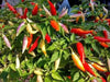 aji omnicolor, Ornamental Pepper Seeds ( Capsum Baccatum) - Caribbean garden seed