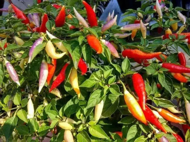 aji omnicolor, Ornamental Pepper Seeds ( Capsum Baccatum) - Caribbean garden seed