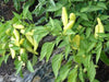AJI WIHTE Wax PEPPER Seeds ~ Capisum baccatum - Caribbean garden seed