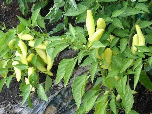 AJI WIHTE Wax PEPPER Seeds ~ Capisum baccatum - Caribbean garden seed