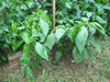 AJI WIHTE Wax PEPPER Seeds ~ Capisum baccatum - Caribbean garden seed