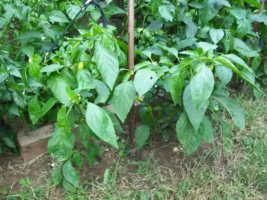 AJI WIHTE Wax PEPPER Seeds ~ Capisum baccatum - Caribbean garden seed