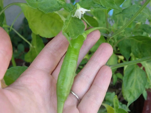 Aji PANCA Pepper Seeds, Capsicum chinense, - Caribbean garden seed
