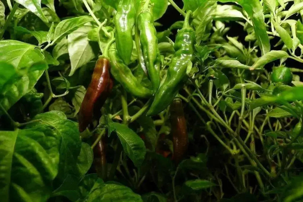 Aji PANCA Pepper Seeds, Capsicum chinense, - Caribbean garden seed
