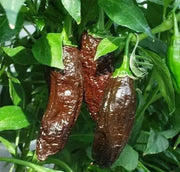 Aji PANCA Pepper Seeds, Capsicum chinense, - Caribbean garden seed