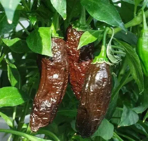 Aji PANCA Pepper Seeds, Capsicum chinense, - Caribbean garden seed