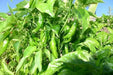 Aji PANCA Pepper Seeds, Capsicum chinense, - Caribbean garden seed