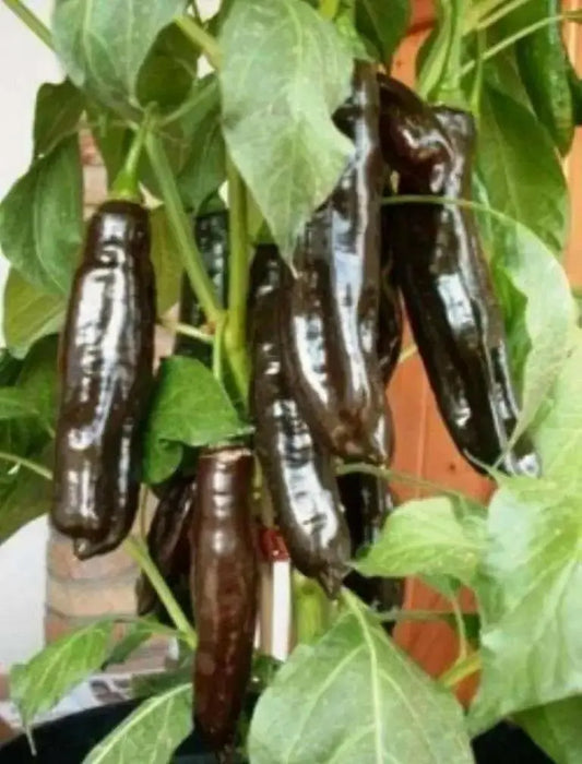 Aji PANCA Pepper Seeds, Capsicum chinense, - Caribbean garden seed