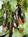 Aji PANCA Pepper Seeds, Capsicum chinense, - Caribbean garden seed
