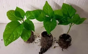 Aji White Fantasy  (Live PEPPER Plant) - - Caribbean garden seed