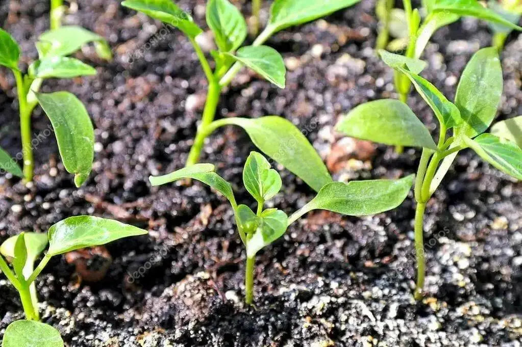 Aji White Fantasy  (Live PEPPER Plant) - - Caribbean garden seed