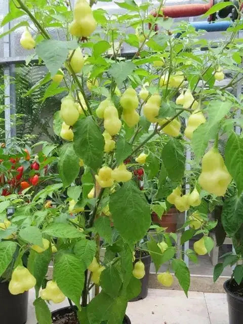 Aji White Fantasy  (Live PEPPER Plant) - - Caribbean garden seed