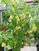 Aji White Fantasy  (Live PEPPER Plant) - - Caribbean garden seed