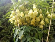 Aji White Fantasy  (Live PEPPER Plant) - - Caribbean garden seed