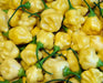 Aji White Fantasy  (Live PEPPER Plant) - - Caribbean garden seed