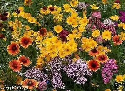 All In One Wildflowers Mix (4oz) Fertilizer, Seed. Mulch, - Caribbean garden seed