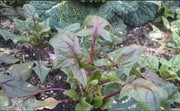 Akarenso Spinach Seeds - (Asian Greens) - Caribbean garden seed