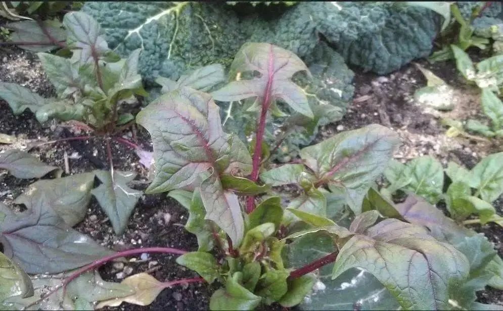 Akarenso Spinach Seeds - (Asian Greens) - Caribbean garden seed