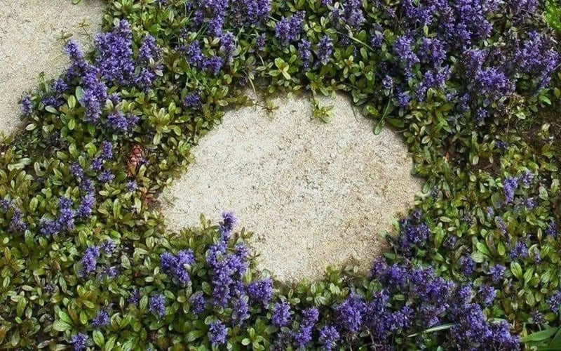 Ajuga Reptans flowers SEED,( Bugleweed) Perennial Groundcover - Caribbean garden seed