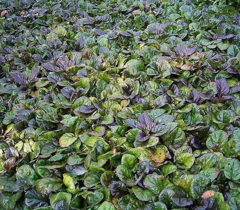 Ajuga Reptans flowers SEED,( Bugleweed) Perennial Groundcover - Caribbean garden seed