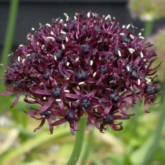 Allium Bulbs, Atropurpureum, - Caribbean garden seed