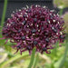 Allium Bulbs, Atropurpureum, - Caribbean garden seed
