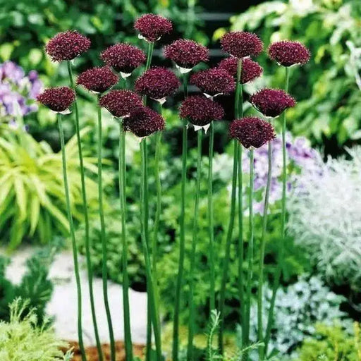 Allium Bulbs, Atropurpureum, - Caribbean garden seed