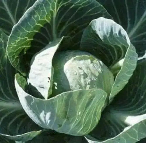 All Seasons Cabbage Seeds,ANNUAL VEGETABLE, Heat resistant - Caribbean garden seed