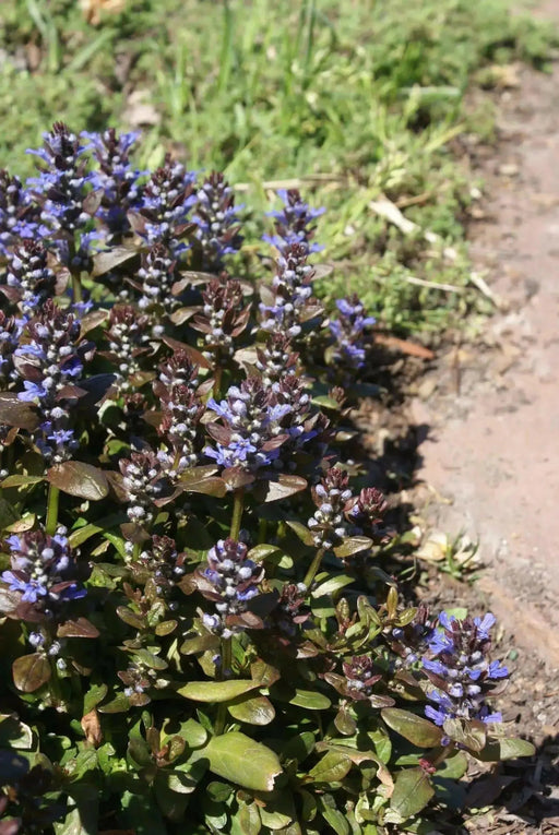 Ajuga Chocolate Chip (Starter Plant) Bugleweed PERENNIAL VINE - Caribbean garden seed