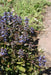 Ajuga Chocolate Chip (Starter Plant) Bugleweed PERENNIAL VINE - Caribbean garden seed