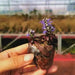 Ajuga Chocolate Chip (Starter Plant) Bugleweed PERENNIAL VINE - Caribbean garden seed
