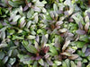 Ajuga Chocolate Chip (Starter Plant) Bugleweed PERENNIAL VINE - Caribbean garden seed