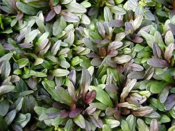 Ajuga Chocolate Chip (Starter Plant) Bugleweed PERENNIAL VINE - Caribbean garden seed