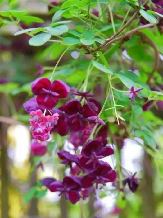 Akebia quinata Seeds- Chocolate Vine. - Caribbean garden seed