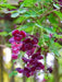 Akebia quinata Seeds- Chocolate Vine. - Caribbean garden seed