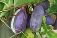 Akebia quinata Seeds- Chocolate Vine. - Caribbean garden seed