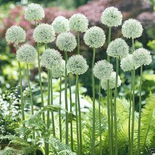 Allium Bulbs "Mount Everest" - Caribbean garden seed