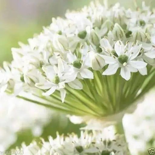 Allium Bulbs "Mount Everest" - Caribbean garden seed