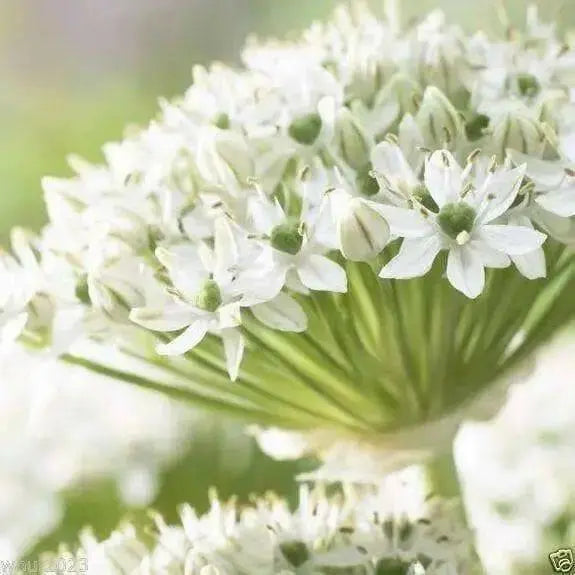 Allium Bulbs "Mount Everest" - Caribbean garden seed