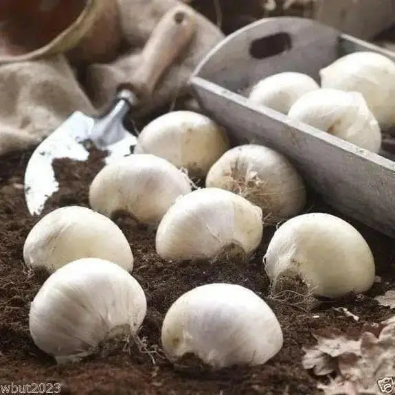 Allium Bulbs "Mount Everest" - Caribbean garden seed