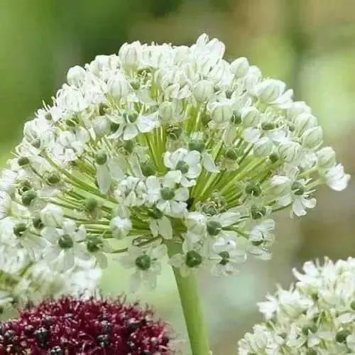 Allium Bulbs - "nigrumt" Snow White - Perennials Bulbs , Ornamental onions,Now Shipping ! - Caribbean garden seed