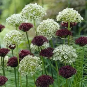 Allium Bulbs - "nigrumt" Snow White - Perennials Bulbs , Ornamental onions,Now Shipping ! - Caribbean garden seed