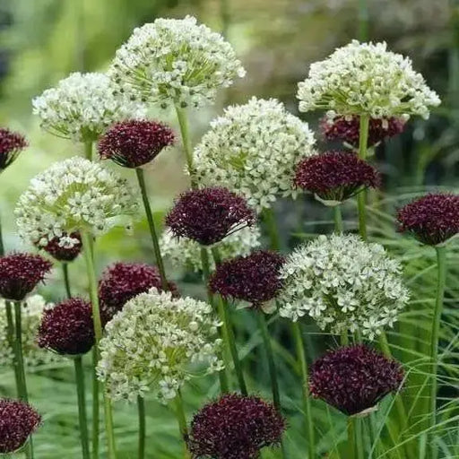 Allium Bulbs - "nigrumt" Snow White - Perennials Bulbs , Ornamental onions,Now Shipping ! - Caribbean garden seed