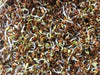 Alfalfa Sprouting Seeds ,Enjoy The Various Benefits of This Miracle Seed ! - Caribbean garden seed