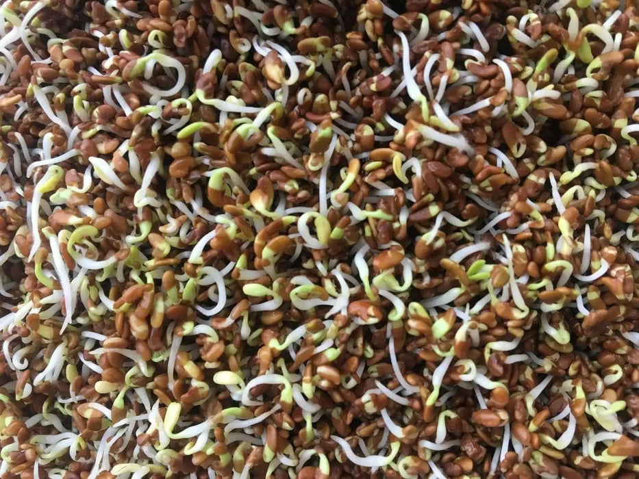 Alfalfa Sprouting Seeds ,Enjoy The Various Benefits of This Miracle Seed ! - Caribbean garden seed